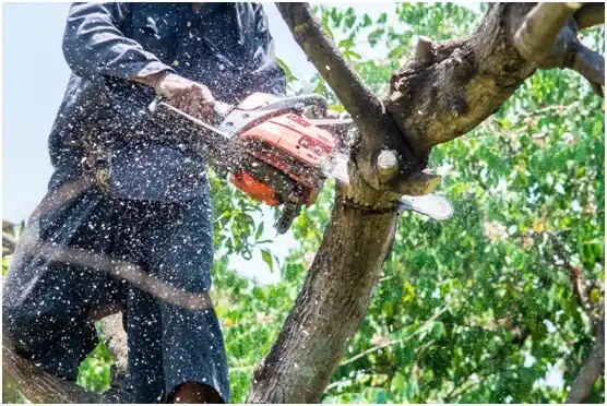 tree services Suamico
